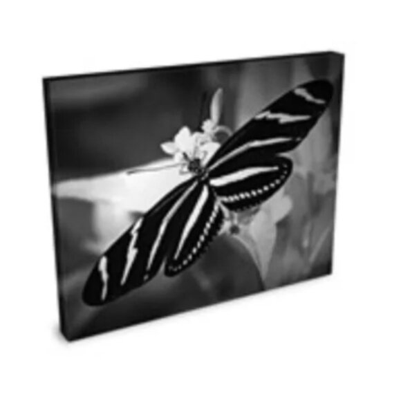 black and white butterfly giclee stretched canvas print 16 x 20 - Picture 3 of 3